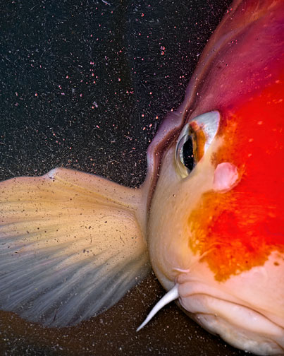 fish