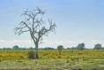 SDIM4948*