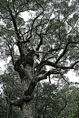 SDIM0517*