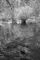 IMG05263* Mirror Lake B&W DoNotMask