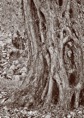 1000173 sepia*