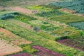 AT20064*